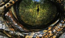 随和的眼睛让我着迷