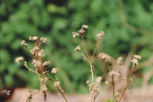 除了在你心中的杂草