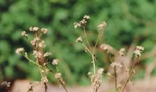 除去心中的杂草