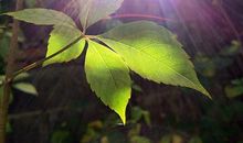 那一缕阳光让我着迷