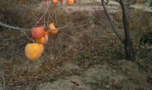 我爱家乡的柿子园