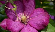 有一种美丽叫顽强