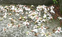 行走在落花深处