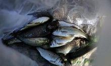 逆着洋流的鱼——读《在人间》有感