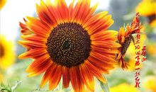 拥抱生命中的笑脸