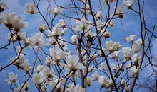 花开花谢皆无声