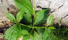 明天绿色是否依旧