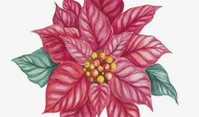 不是所有的伤口都有花朵绽放