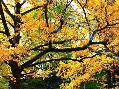 秋季世界