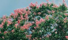 生活因坚强而充满阳光