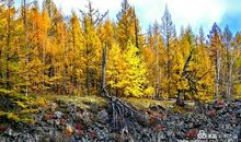 希望——停留在秋季