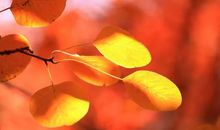 那支沉甸甸的笔