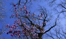 又到山花烂漫时