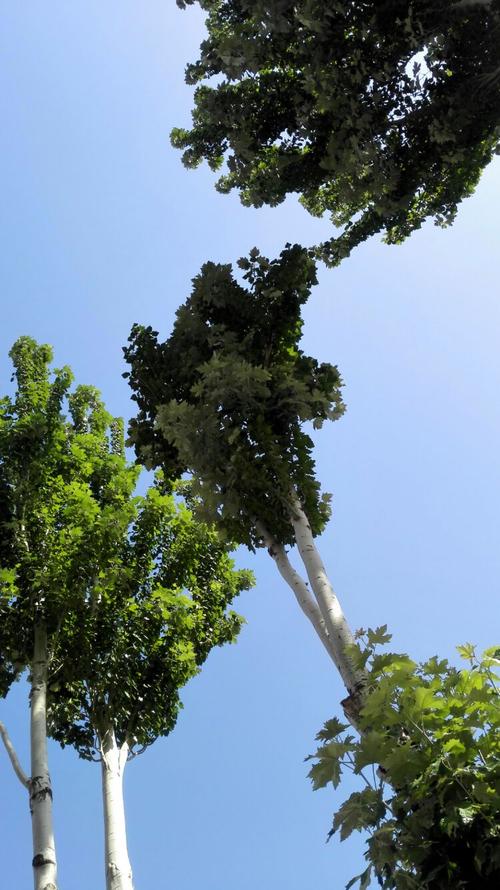 竞标