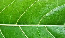 还我们一片绿色