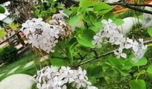 那时，我喜欢紫丁香