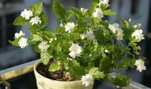 有一种美丽叫“茉莉花香”