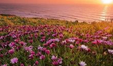 不只是开花而已