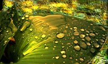 写在绿叶上的诗