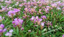 寂寞有时是种美