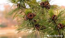 那永不消失的绿