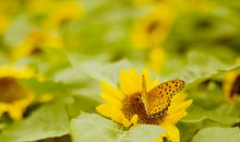 别在桂花飘香时