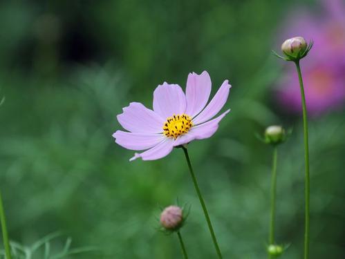 小溪和花对话