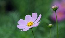 小溪和花儿的对话