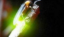 萤火虫发光的奥秘