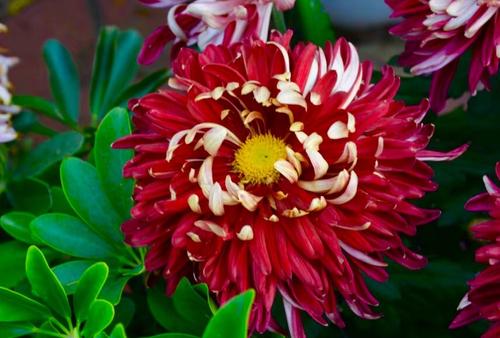 秋季菊花