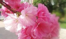 在鲜花盛开的地方