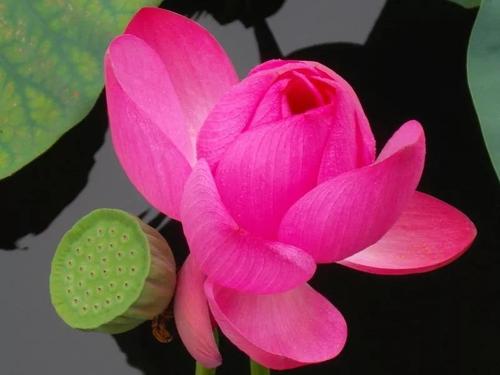 莲花
