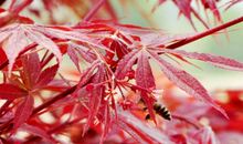 《峭壁上的那抹红》诗歌