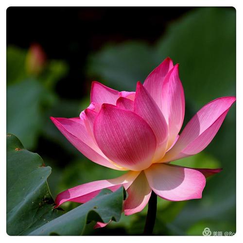 美丽，莲花领域的家庭