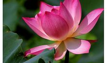 美哉，姥姥家的那片荷花田