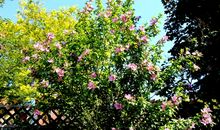 等待开花的季节