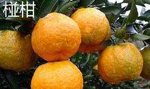 我爱家乡的椪柑