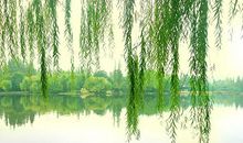 垂柳青青
