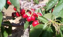 发现樱桃树之美