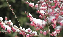 风雪中绽放的梅花