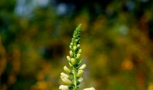 等待怒放的季节