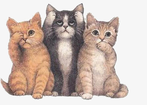 白岩猫