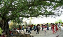 我是校园里的一棵树