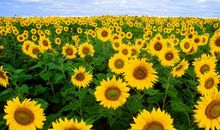 如此美丽的向日葵