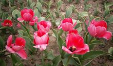 怀念那个开花的日子