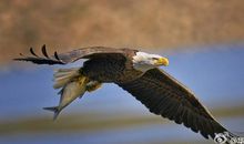 有了翅膀，鸟才能飞翔——助学政策，助我成材征文