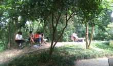 那片浓浓的绿荫下