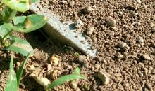 蚂蚁筑巢给我的启示