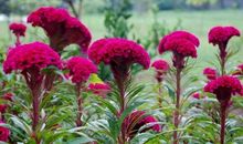 生命犹似那火红骄阳