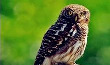 假如我是只猫头鹰